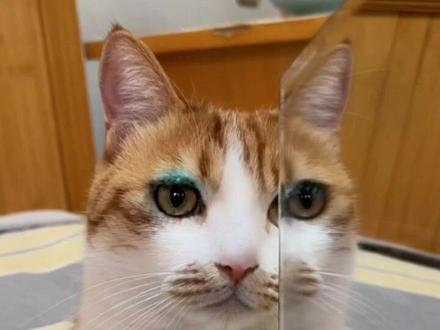 姐姐平时都画这么浓的妆吗#高质 #诡异 #猫 #你是天使还是恶魔 #宝子你如女了