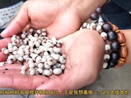 棕榈树籽去皮搅拌器2.0版本#棕榈树籽手串 #金佛草菩提 #文玩手串 #手工diy #绿化带文玩 #解压 #万物皆可盘