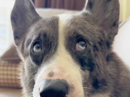 我不嫌弃你发霉就不错了!#我要上热门 #抖in萌宠计划 #卡迪根威尔士柯基 #狗狗心思都写在脸上了 #穷鬼养狗