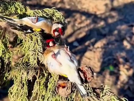 #寒号鸟#神奇动物在抖音 #动物 学艺不精的 寒号鸟