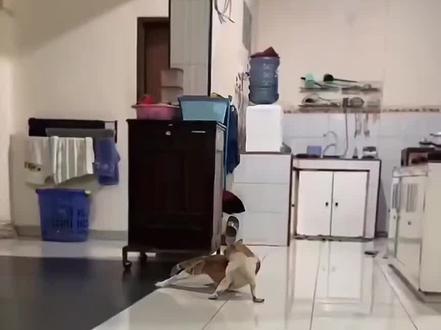 #傻猫 #屎山代码 #这个世界不能没有傻猫 糟糕!底层代码冲突了,快重启!