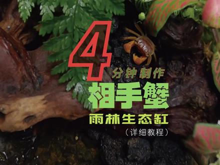 4分钟学会为你的相手蟹造一个雨林豪宅#相手蟹#爬宠#造景教程#雨林缸#宠物蟹 #雨林缸