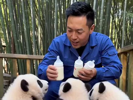 给小熊猫们喂奶啦~个个都超乖,齐刷刷的🐼 喝奶的模样超可爱!
#熊貓 #大熊貓 #国宝熊猫 #来这吸熊猫 #动物