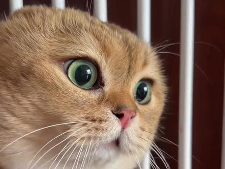 正在做的事情都暂停,快来学习新知识吧!!#萌宠出道计划 #养猫新手 #养猫人 #养宠进阶指南 #猫咪