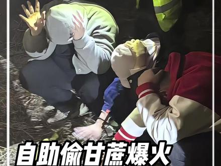 自助偷甘蔗爆火,狗子都累瘫了#偷甘蔗