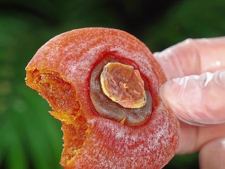 现在正是做柿子饼的时候,想吃你就像我这样做吧#柿子饼 #柿子 #柿饼制作方法