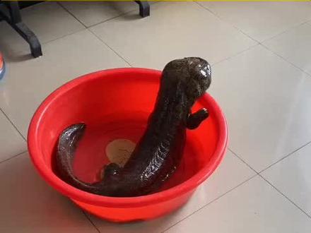 “它要爬出来啦!”怪稀罕!达坂城镇红山嘴子村水渠中发现娃娃鱼#乌鲁木齐我的家 #保护野生动物 @抖音小助手 @DOU+小助手