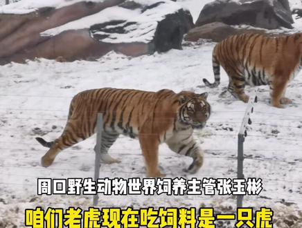大河报记者雪天实探东北虎,名字“萌翻天”,每虎每天吃肉18斤#河南周口 #现场直击 #动物 #热点小助手