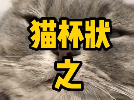 猫杯状症状之口炎!#萌宠 #兽医 #宠物 #科学养宠攻略 #宠物医院