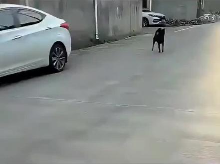 抖音看世界#分享有趣的视频#大黄替主人复仇