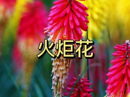 火炬花,像一串串鞭炮,给人一种红红火火和鲜艳明媚的感觉。
花语是热情似火、追求光明、繁花似锦。#火炬花 #植物科普 #一日一植物 #好看的花一定要分享给你 #花材认识