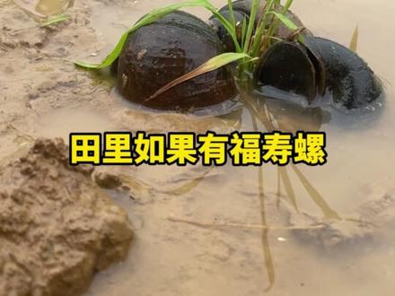 除福寿螺,只要丢个球 #福寿螺#水稻#水稻直播#种田不容易#三农