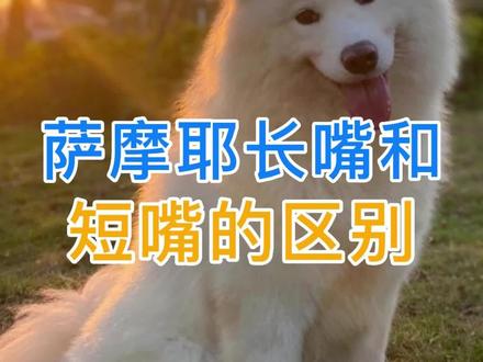 萨摩耶长嘴和短嘴的区别#萨摩耶 #狗狗 #养狗日常 #科学养宠 #萌宠 #宠物知识分享