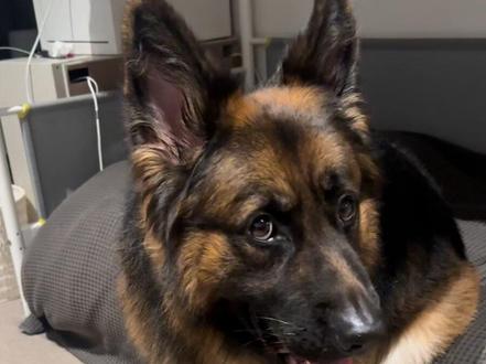 纸巾训练速通 part2
#纸巾萝卜 #德牧 #狗狗 #训练日常