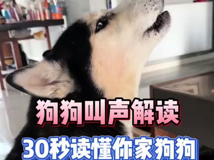 狗狗叫声解读##每天分享科普知识 #医学知识科普 #知识科普小常识 #冷知识科普 #新手养狗