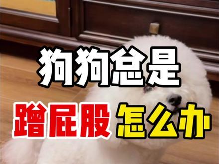 狗狗总是蹭屁股怎么办 #比熊 #泰迪 #西高地