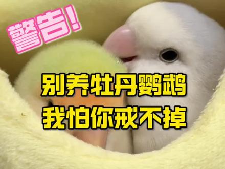 警告!别养牡丹鹦鹉,我怕你戒不掉 #鹦鹉 #萌宠 #萌宠出道计划 #手养鹦鹉 #牡丹鹦鹉
