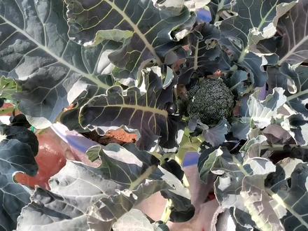 摘完西兰花不要拨了,注意这个细节,种一次吃半年,营养又美味! #有机蔬菜 #西兰花 #菜园子