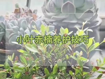 如果你的小叶赤楠出现了黄叶掉叶的情况,可以试试这个小叶赤楠营养液,它能有效预防黄叶掉叶、干枯等问题,#小叶赤楠盆景 #小叶赤楠营养液 #小叶赤楠怎么养护 #小叶赤楠养护技巧