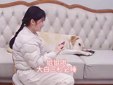 破狗一天天的有八百个心眼子#白爸家的日常 #萌宠