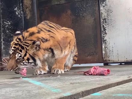 #老虎 #大猫 大猫吃牛喉管,咀嚼音