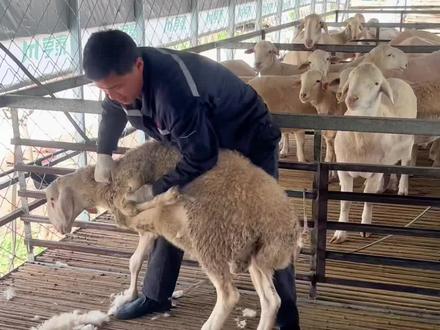 今天教新手一个剪羊毛的好方法#临泉羊哥 #剪羊毛 #三农