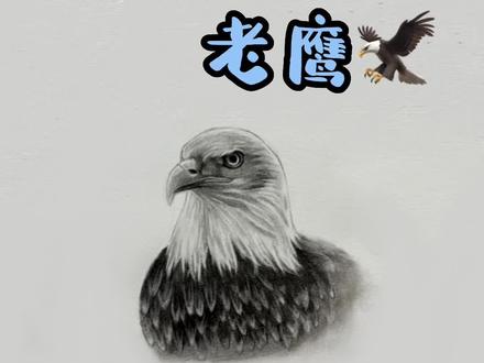 老鹰的详细绘画教程 快来学学吧!🦅
#素描 #零基础学画画 #老鹰 #教程