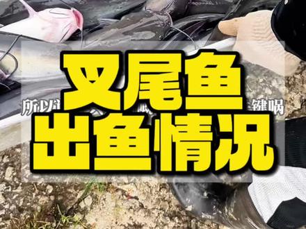 #叉尾鱼#罗非鱼#罗非鱼三哥#水产养殖#鱼非鱼大队