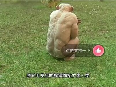 没有毛发的猩猩见过吗?#动物园里有什么
