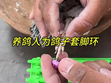 给鸽子套脚环! #鸽子 #养鸽人 #动物世界看人生百态