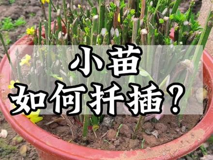 #别墅庭院植物 #适合室内摆放的花卉盆栽推荐 #阳台小院均可种植 #庭院花园 #精品盆景 探春花小苗。