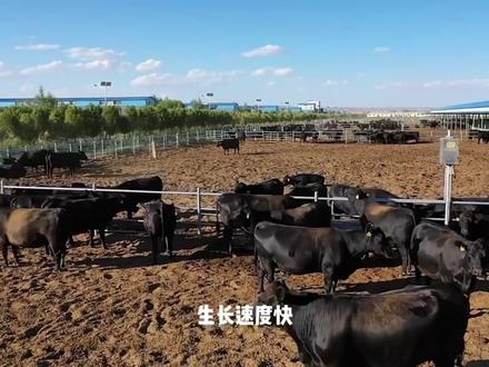 安格斯牛,堪称最适合烧烤的牛——肉质鲜嫩可口~#安格斯牛#养牛