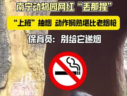 别给“丢那猩”递烟咯,它再进化就真的要上班了(来源:南宁市动物园、李KKK、09daiii)#心之所向美在广西 #广西三月三 #丢那猩 #丢那猩向游客扔东西意外走红