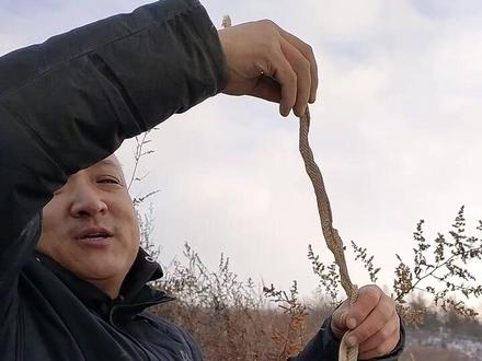 长虫大家都见过吧,蛇蜕很少有人见过,有时候在山里会捡到特别大的,新鲜的时候腥味很大,它也是个好东西#中药材#采药人 #乡村守护人 #三农 #新农人计划2023