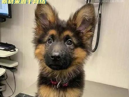 品种:狼青长毛 淘汰理由:长毛 #动物 #警犬
