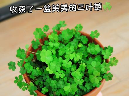 2022.2.22星期2记录一下❤️#三叶草 #四叶草