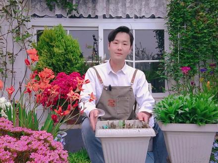 百合花真不用年年买,这两款百合,每年春季准时复花! 大鱼花海;百合花第二年还会开吗百合花第二年怎么处理百合花开完后怎么处理才了二次开花百合花开完一次还能再开吗百合花开完花还能继续养吗百合花怎样复花最快;#百合 #阳台花园 #家庭园艺 #分享养花日常 #约你去赏花