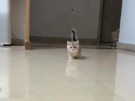 当你家的小猫咪遇上3D眩晕地毯,测试一下动物的智商有多高#3d眩晕地毯 #家有萌宠#好物推荐