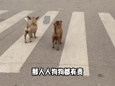 狗:遵守交通规则,人人狗狗都有责