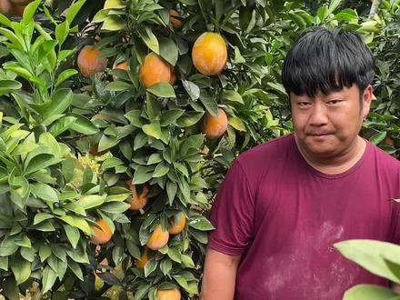 涂了石灰的橙子、不仅防病虫防寒、味道更爽口!给它取个名字就叫赣南石灰脐橙吧:)#石榴哥百村行