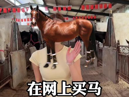 在网上买马 重点和流程都有哪些#骑乘大马#源头养马场#野骑#半血马#改良马