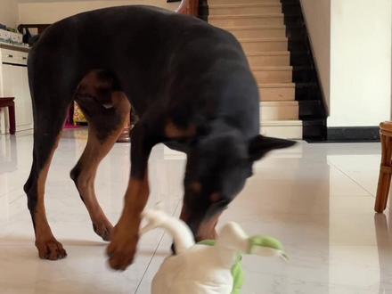 人 你给我买的癞蛤蟆我不喜欢 下次别买了
#蛤蟆狗 #杜宾 #青蛙