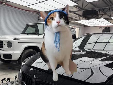 萝卜纸巾猫咪闯入汽车车衣赛道#诸暨 #萝卜纸巾猫 #墩墩汽车贴膜工厂 #汽车车衣 #汽车改色