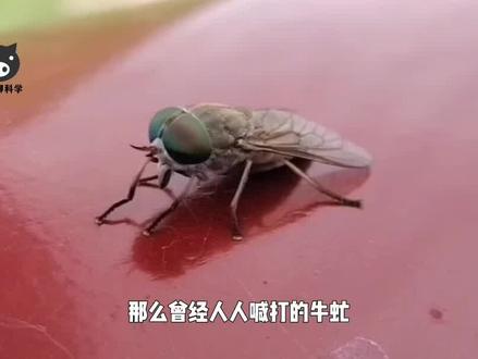 儿时特别常见的牛虻,咬人能力堪比马蜂,为何现在不怎么见呢? #牛虻 #昆虫 #科普一下