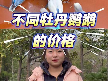不同牡丹鹦鹉的价格 #鹦鹉 #牡丹鹦鹉 #萌宠出道计划 #鹦鹉鹦鹉萌萌哒逗鹦鹉 #鹦鹉小白
