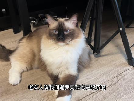 科普重点色布偶为何物!#记录猫咪日常 #评论区看看你们的猫 #重点色布偶猫