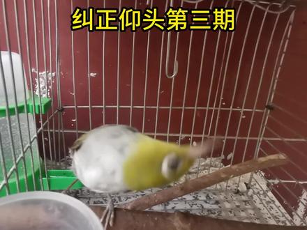 纠正绣眼鸟仰头第三期 #绣眼鸟 #鸟病 #科学养鸟 #宠物鸟 #手养鸟 #鸟 #园长的小小鸟