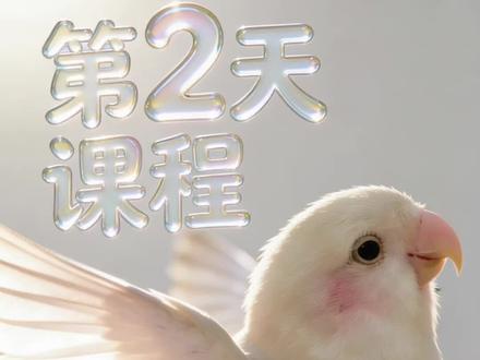 紫伊莎牡丹鹦鹉技能展示:转圈、翻杠、展翅。训练牡丹教学,训鸟教学。#鹦鹉 #牡丹鹦鹉 #虎皮鹦鹉 #训鸟 #训鸟高手