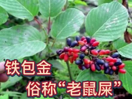 农村山上这种植物俗称老鼠屎,几乎快被人们遗忘,看看你吃过吗? #2022新农人计划