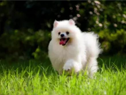 博美幼犬狂叫 @萌宠 @可爱到爆炸~ @抖音小助手 @博美俊介@博美训练